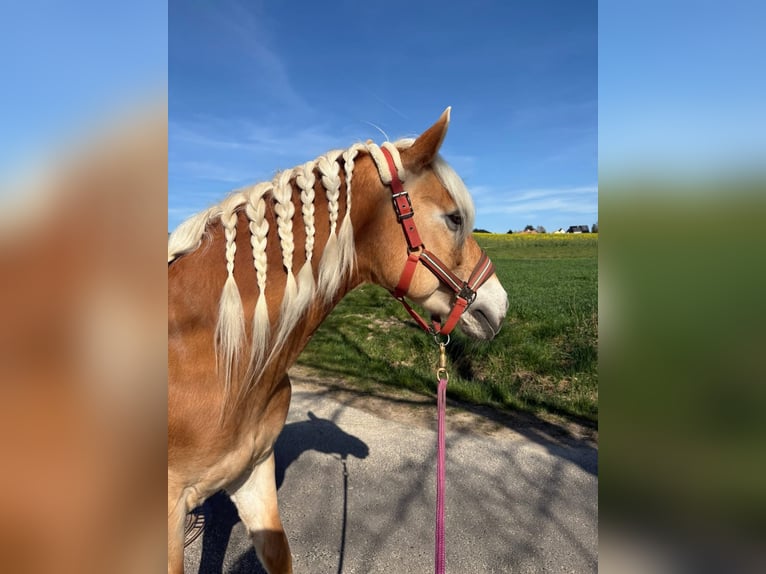 Edelbluthaflinger Giumenta 15 Anni 147 cm Sauro in Staufenberg