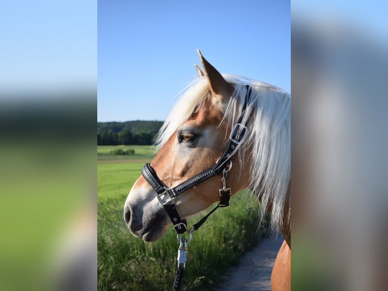 Edelbluthaflinger Giumenta 15 Anni 147 cm Sauro in Staufenberg