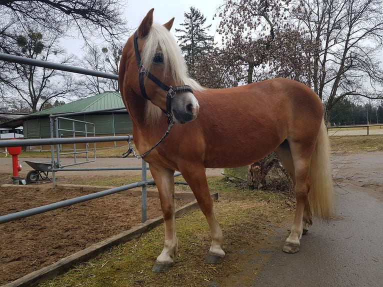 Edelbluthaflinger Giumenta 15 Anni 149 cm Sauro in München