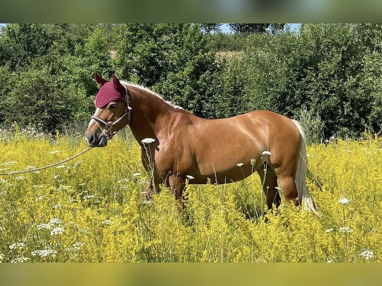 Edelbluthaflinger Giumenta 16 Anni 143 cm Sauro in Mainz