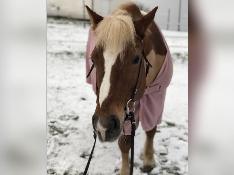 Edelbluthaflinger Giumenta 16 Anni 143 cm Sauro in Mainz