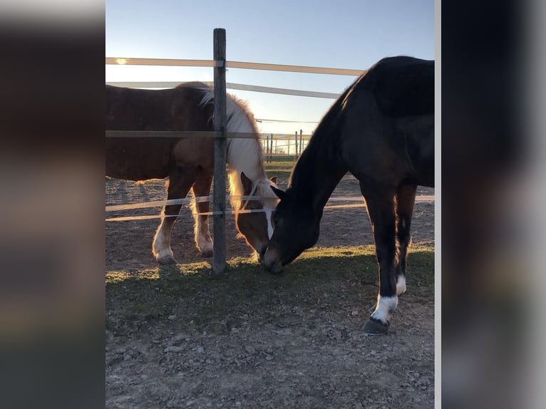 Edelbluthaflinger Giumenta 16 Anni 143 cm Sauro in Mainz