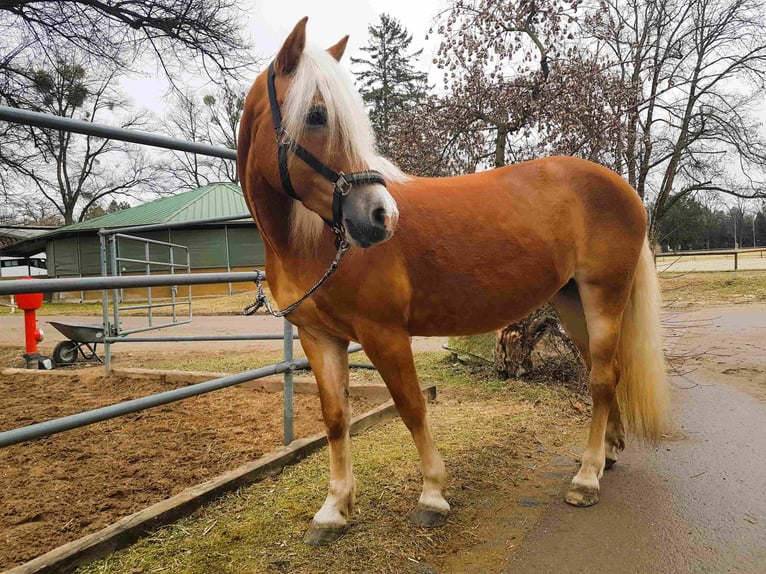 Edelbluthaflinger Giumenta 16 Anni 149 cm Sauro in München