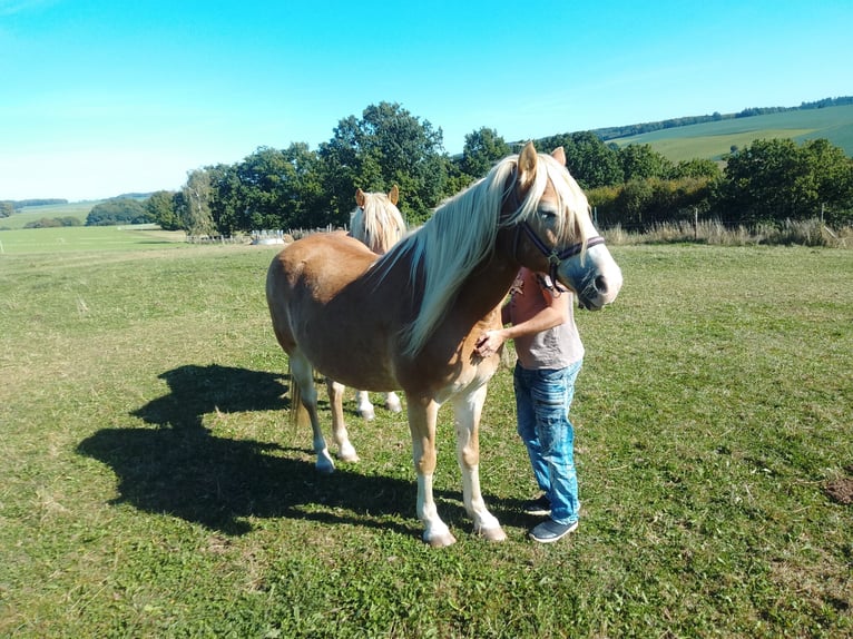 Edelbluthaflinger Giumenta 16 Anni 150 cm  in Heinsdorfergrund