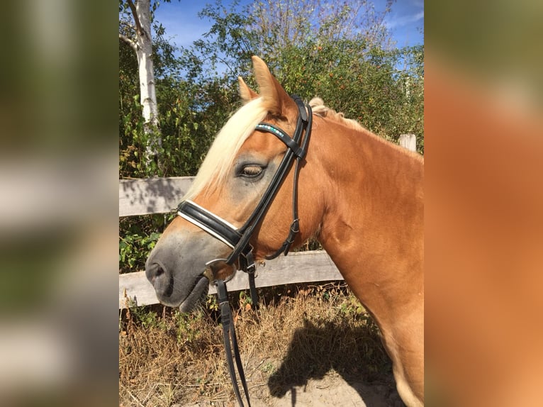 Edelbluthaflinger Giumenta 17 Anni 145 cm Sauro in Gau-Algesheim