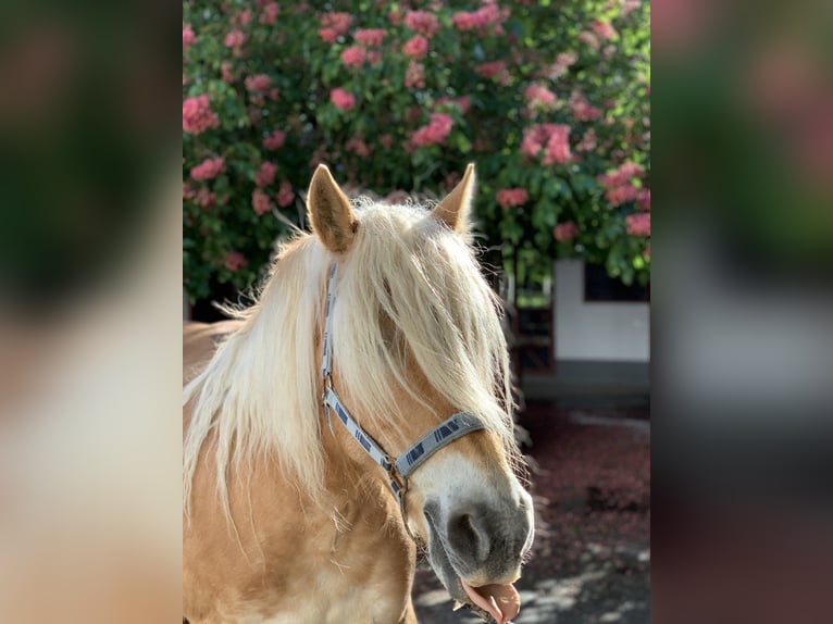 Edelbluthaflinger Giumenta 17 Anni 145 cm Sauro in Gau-Algesheim