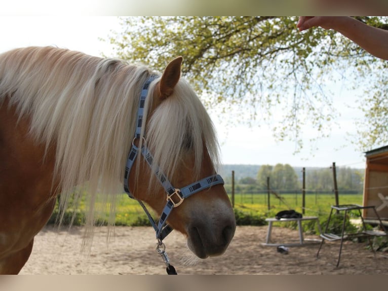 Edelbluthaflinger Giumenta 17 Anni 145 cm Sauro in Gau-Algesheim