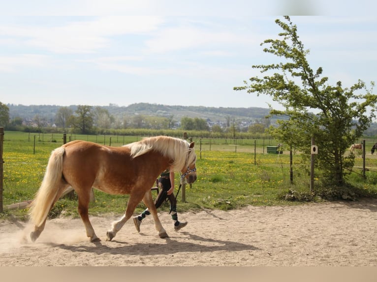 Edelbluthaflinger Giumenta 17 Anni 145 cm Sauro in Gau-Algesheim