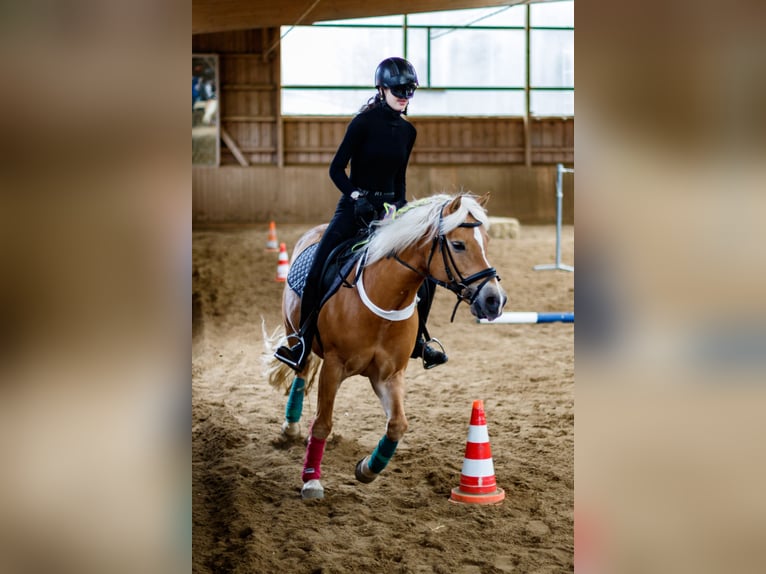 Edelbluthaflinger Giumenta 18 Anni 144 cm Sauro in München