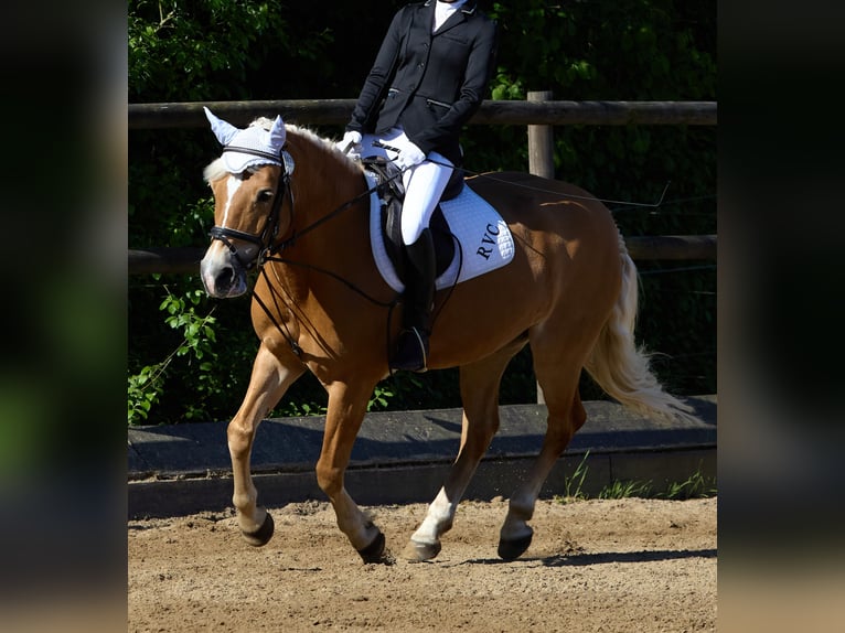 Edelbluthaflinger Giumenta 18 Anni 144 cm Sauro in München