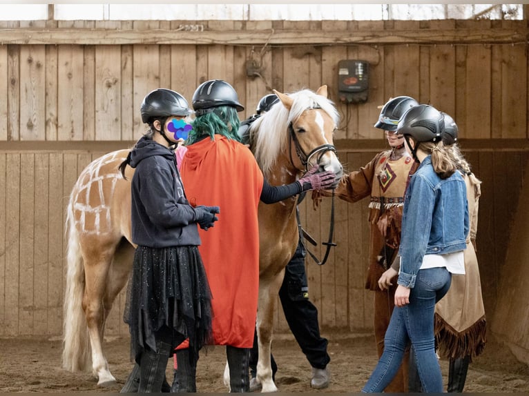 Edelbluthaflinger Giumenta 18 Anni 144 cm Sauro in München