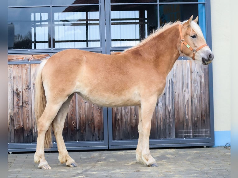 Edelbluthaflinger Giumenta 2 Anni 150 cm Sauro in Ebermannsdorf