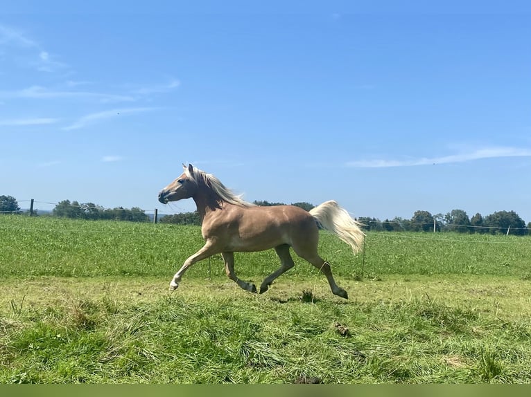 Edelbluthaflinger Giumenta 2 Anni 150 cm Sauro in Vogtareuth