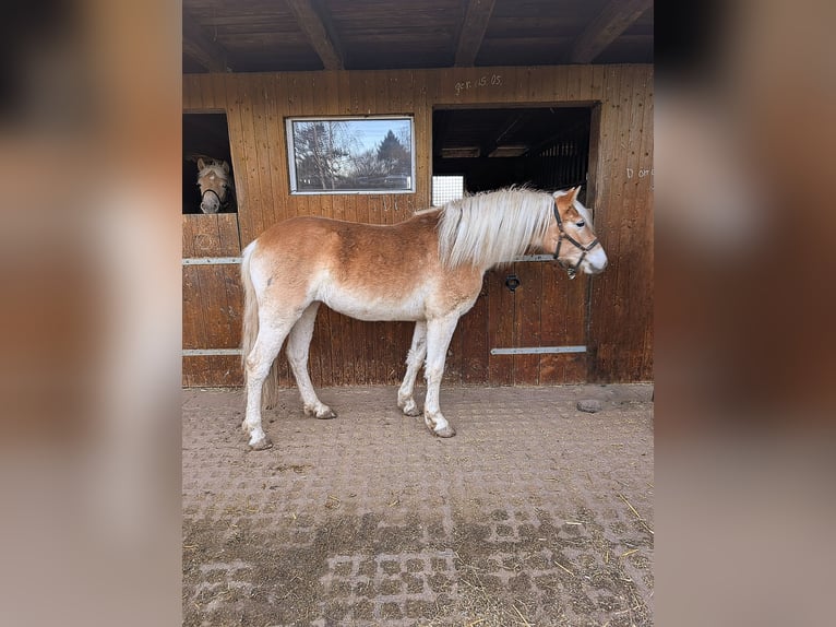 Edelbluthaflinger Giumenta 2 Anni Sauro in Grimma