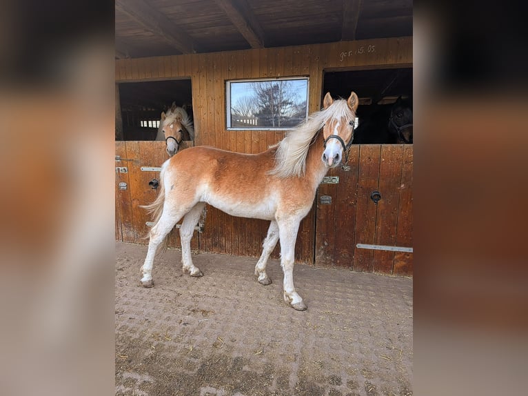 Edelbluthaflinger Giumenta 2 Anni Sauro in Grimma