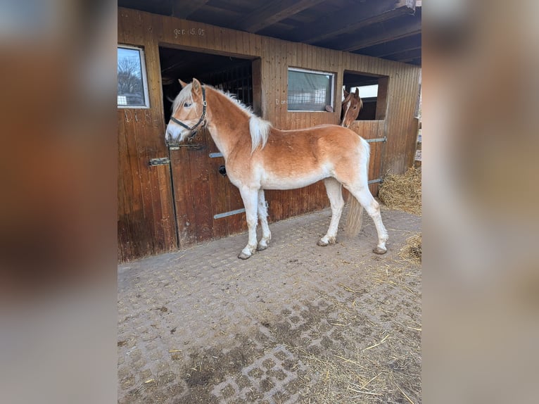 Edelbluthaflinger Giumenta 2 Anni Sauro in Grimma