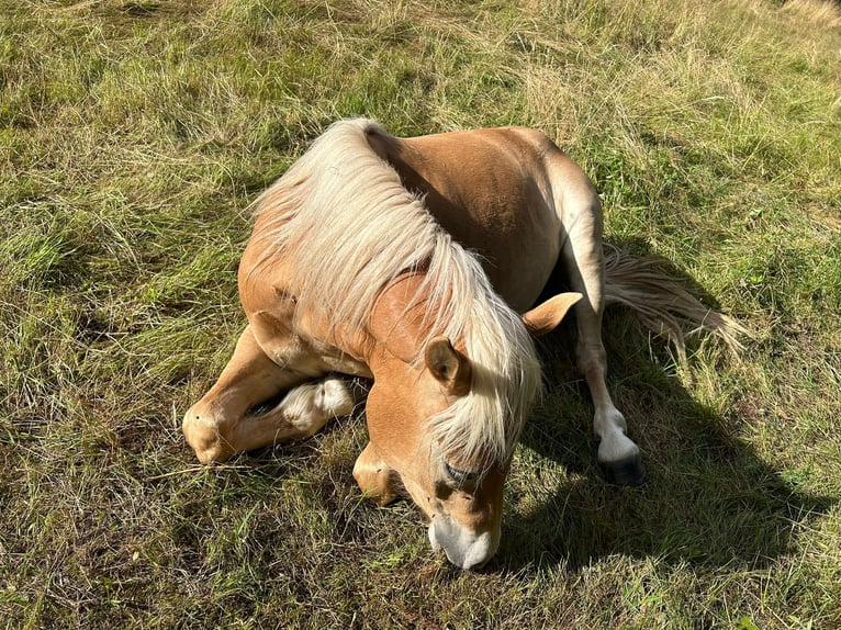 Edelbluthaflinger Giumenta 3 Anni 143 cm  in Leinefelde-Worbis