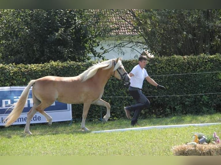 Edelbluthaflinger Giumenta 3 Anni 145 cm in Rottweil