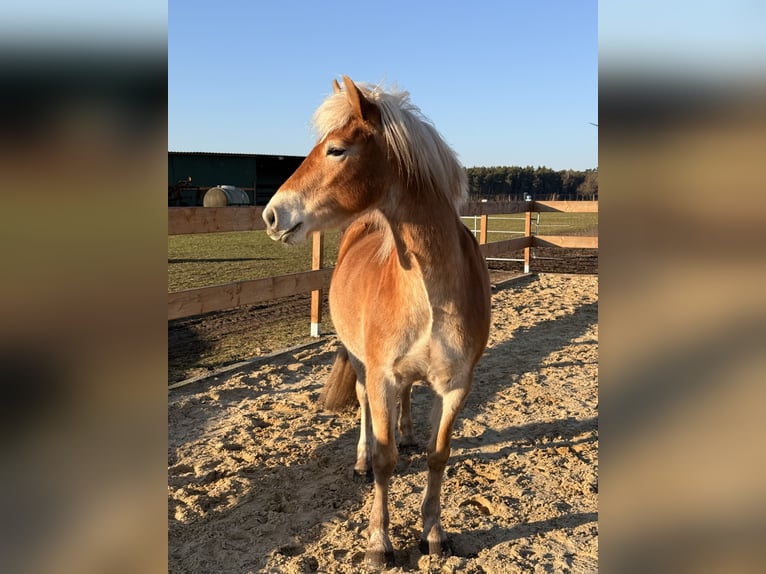 Edelbluthaflinger Giumenta 3 Anni 146 cm Sauro in Tostedt