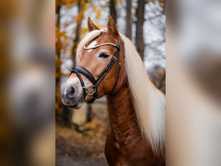 Edelbluthaflinger Giumenta 3 Anni 147 cm Sauro in Bayreuth