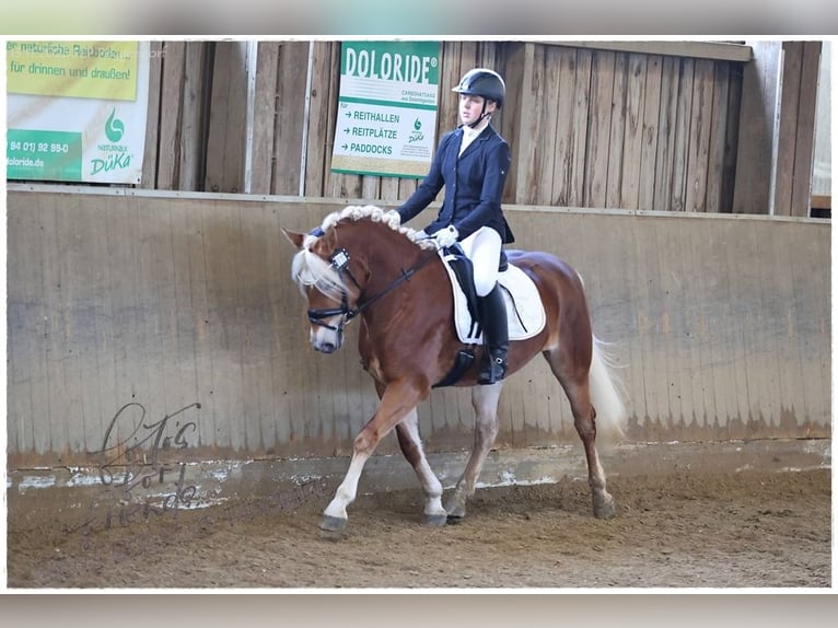 Edelbluthaflinger Giumenta 3 Anni 147 cm Sauro in Bayreuth