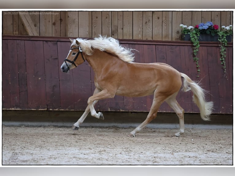 Edelbluthaflinger Giumenta 3 Anni 149 cm Sauro in Dillingen an der Donau