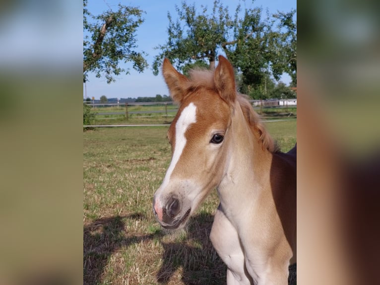 Edelbluthaflinger Giumenta 3 Anni 149 cm Sauro in Dillingen an der Donau
