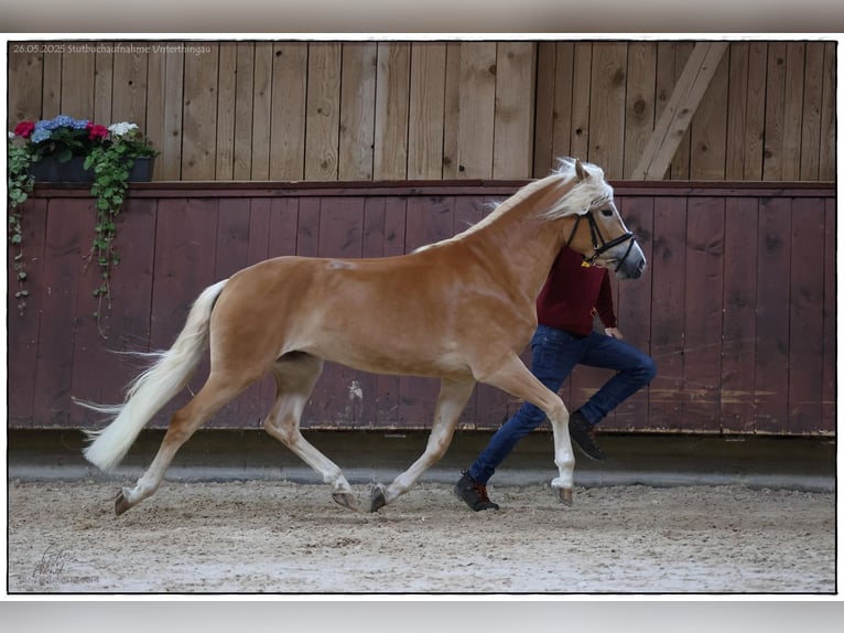 Edelbluthaflinger Giumenta 3 Anni 149 cm Sauro in Dillingen an der Donau
