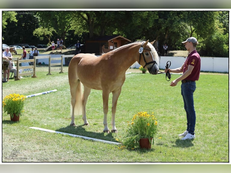 Edelbluthaflinger Giumenta 3 Anni 149 cm Sauro in Dillingen an der Donau