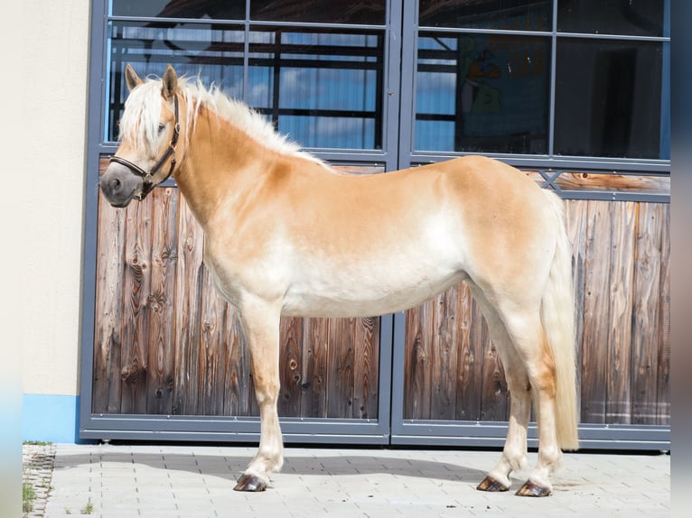 Edelbluthaflinger Giumenta 3 Anni 150 cm Sauro in Ebermannsdorf
