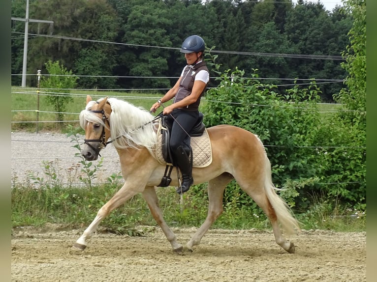 Edelbluthaflinger Giumenta 3 Anni 150 cm Sauro in Stiefenhofen