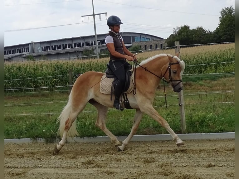 Edelbluthaflinger Giumenta 3 Anni 150 cm Sauro in Stiefenhofen
