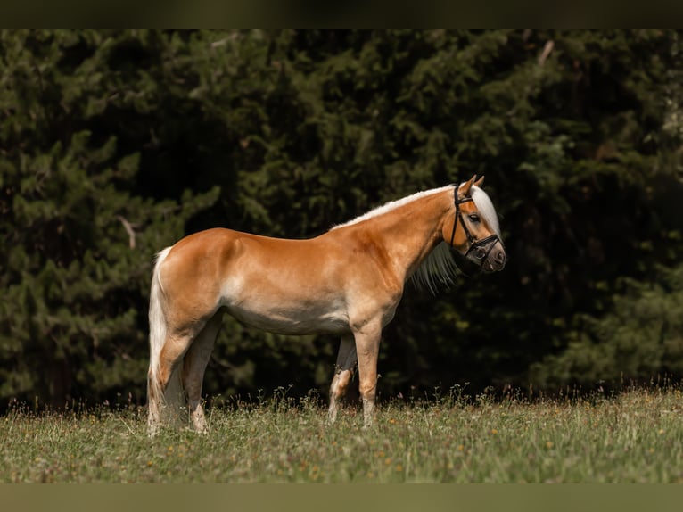 Edelbluthaflinger Giumenta 3 Anni 150 cm Sauro in Stiefenhofen