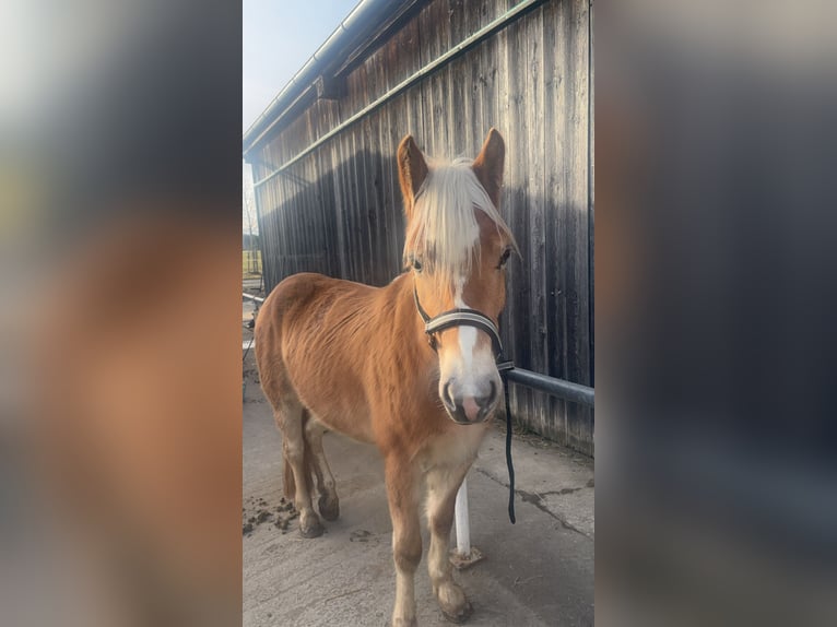 Edelbluthaflinger Giumenta 3 Anni Sauro in Friedberg