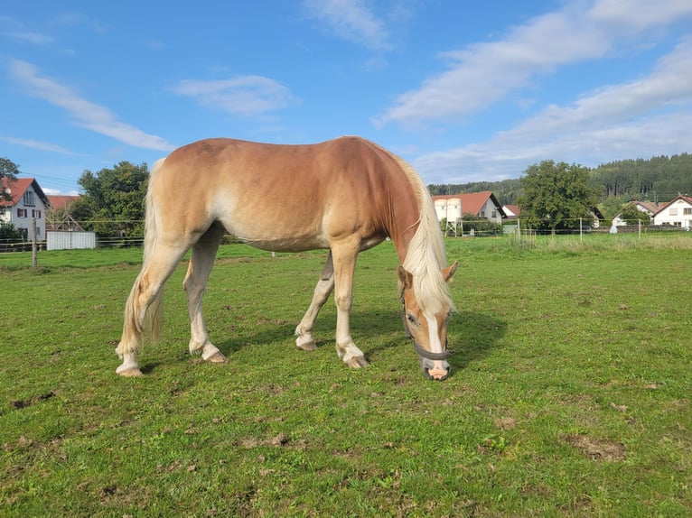 Edelbluthaflinger Giumenta 4 Anni 140 cm  in Wolfertschwenden