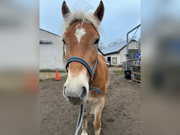 Edelbluthaflinger Giumenta 4 Anni 140 cm Sauro in Senden