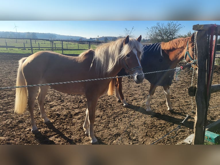 Edelbluthaflinger Giumenta 4 Anni 145 cm Palomino in Crailsheim