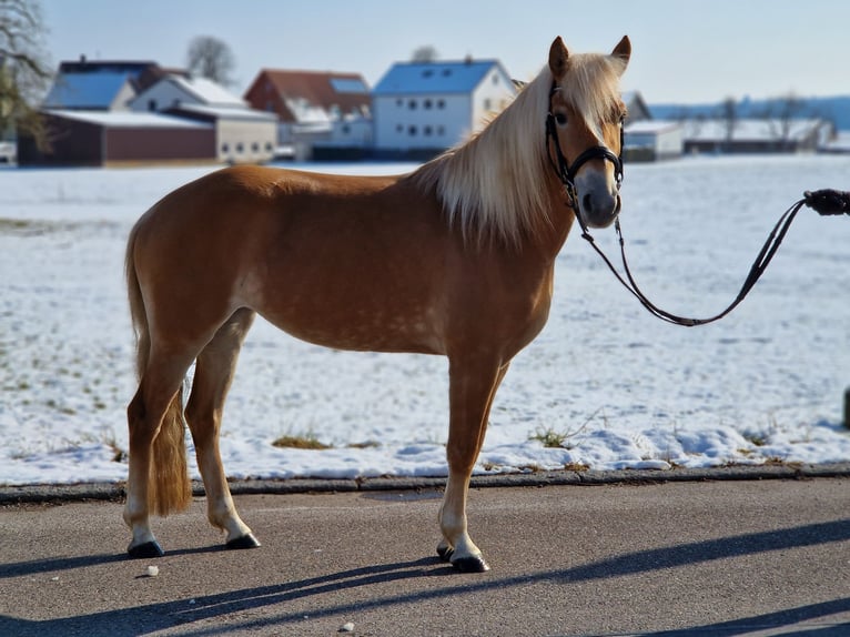 Edelbluthaflinger Giumenta 4 Anni 146 cm Palomino in Crailsheim