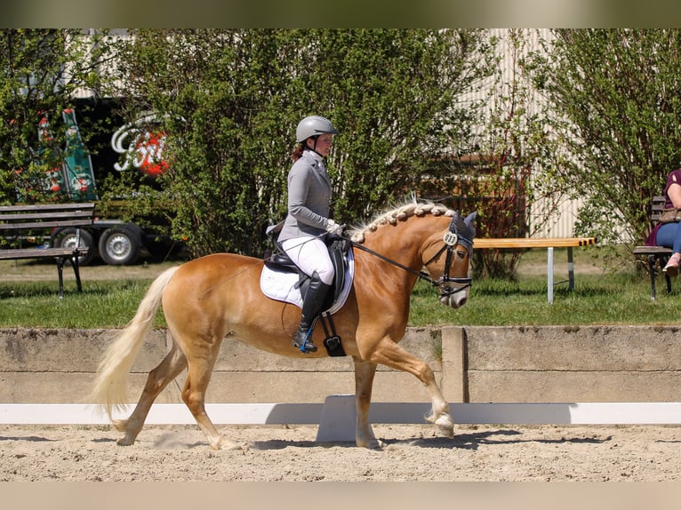 Edelbluthaflinger Giumenta 4 Anni 146 cm Sauro in Görlitz