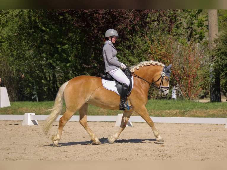 Edelbluthaflinger Giumenta 4 Anni 146 cm Sauro in Görlitz