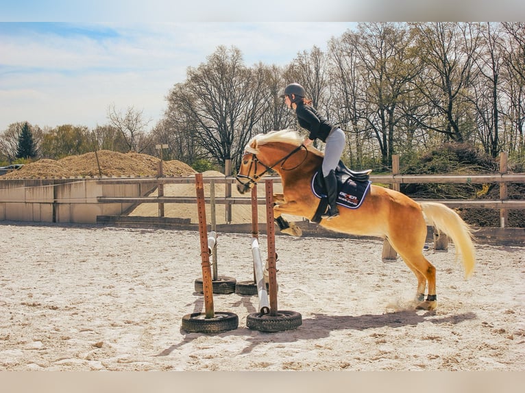 Edelbluthaflinger Giumenta 4 Anni 146 cm Sauro in Görlitz