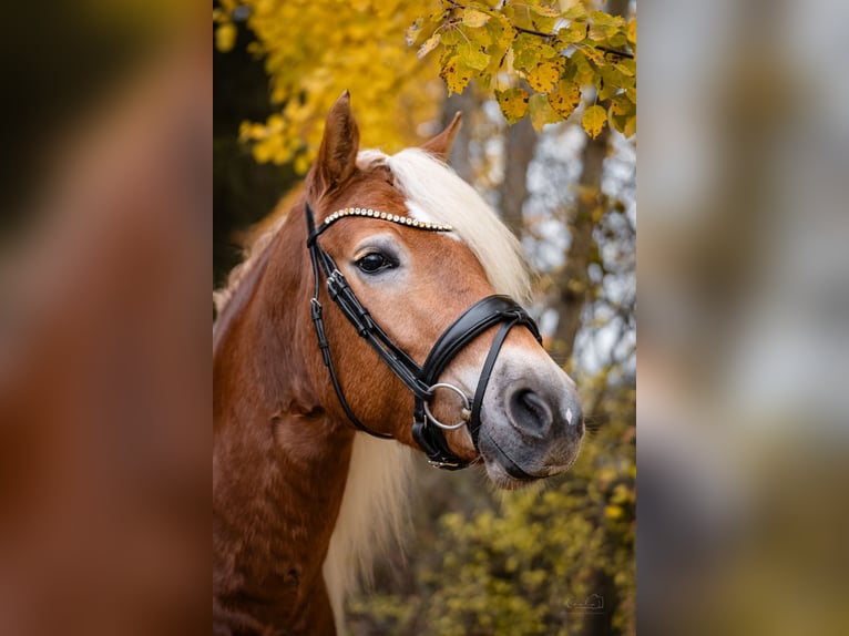 Edelbluthaflinger Giumenta 4 Anni 147 cm Sauro in Bayreuth