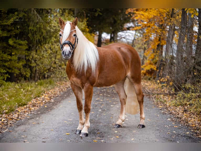 Edelbluthaflinger Giumenta 4 Anni 147 cm Sauro in Bayreuth