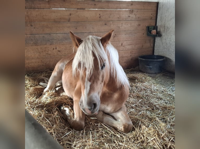Edelbluthaflinger Giumenta 4 Anni 148 cm  in Friedberg