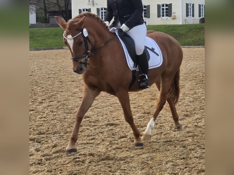 Edelbluthaflinger Mix Giumenta 4 Anni 148 cm Sauro in Halblech Edelbluthaflinger Mix Giumenta 4 Anni 148 cm Sauro in Halblech