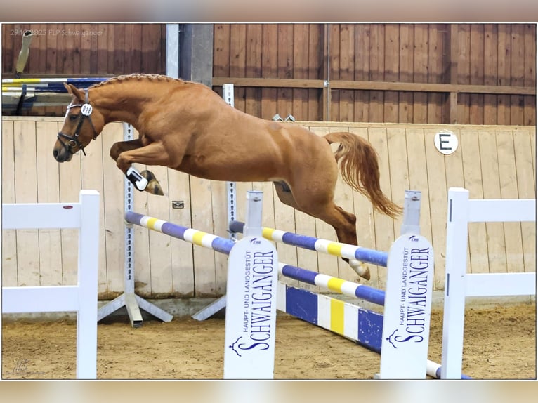 Edelbluthaflinger Giumenta 4 Anni 148 cm Sauro in Halblech