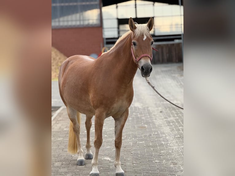 Edelbluthaflinger Giumenta 4 Anni 154 cm Sauro in Rieste