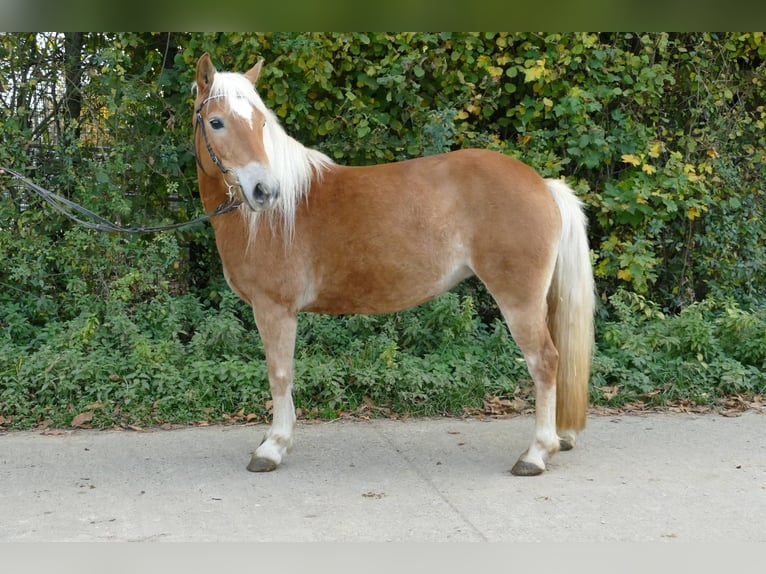 Edelbluthaflinger Giumenta 5 Anni 141 cm Palomino in Scheßlitz