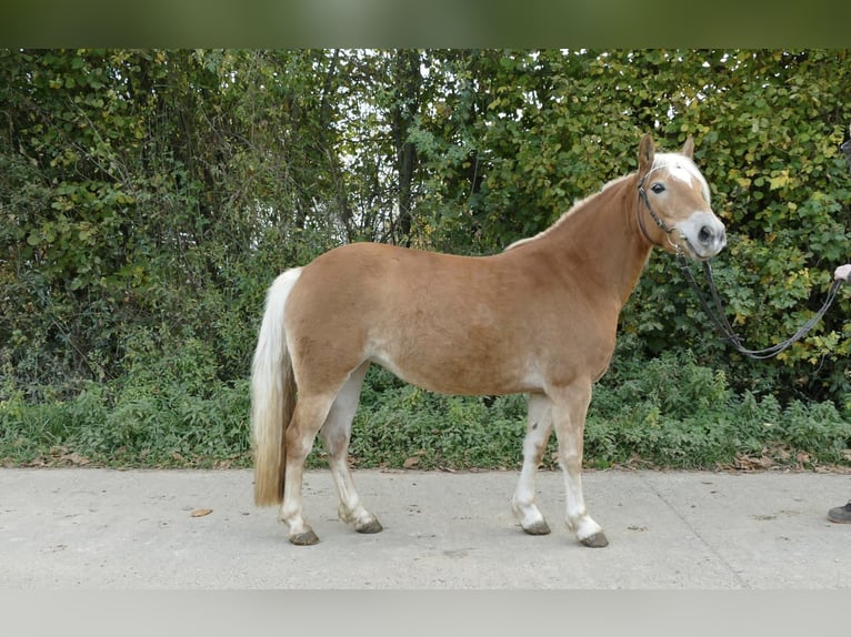 Edelbluthaflinger Giumenta 5 Anni 141 cm Palomino in Scheßlitz