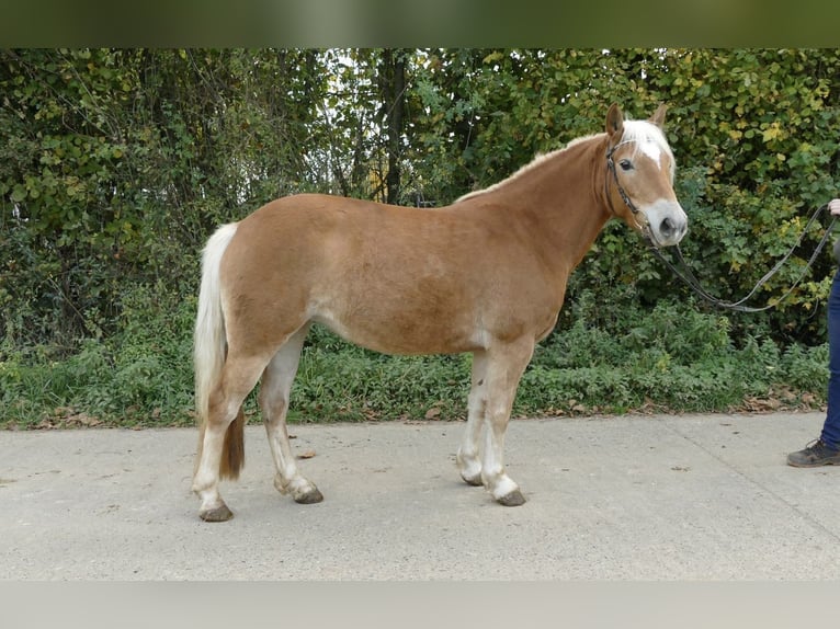 Edelbluthaflinger Giumenta 5 Anni 141 cm Sauro in Scheßlitz